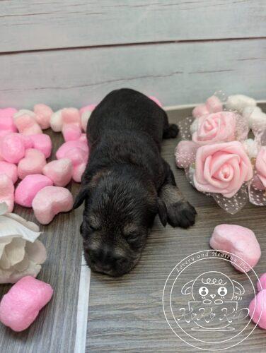 ミニチュアシュナウザー