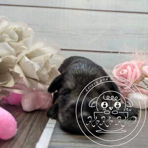 ミニチュアシュナウザー