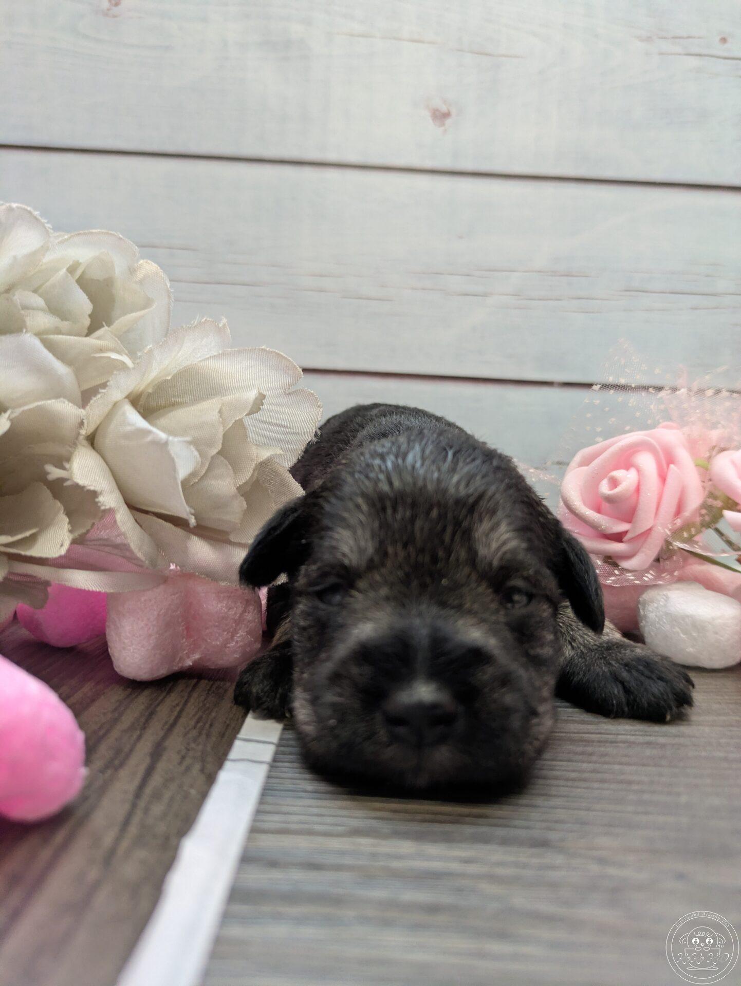 ミニチュアシュナウザー