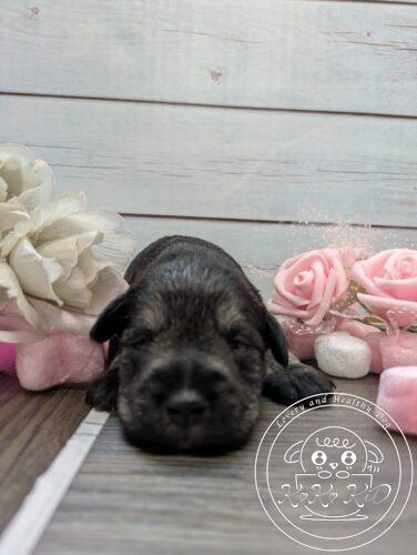 ミニチュアシュナウザー