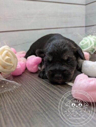 ミニチュアシュナウザー