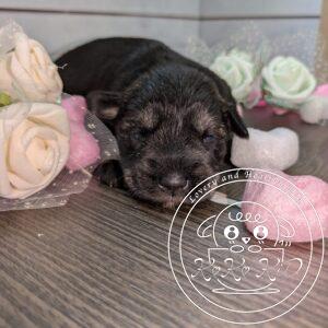 ミニチュアシュナウザー