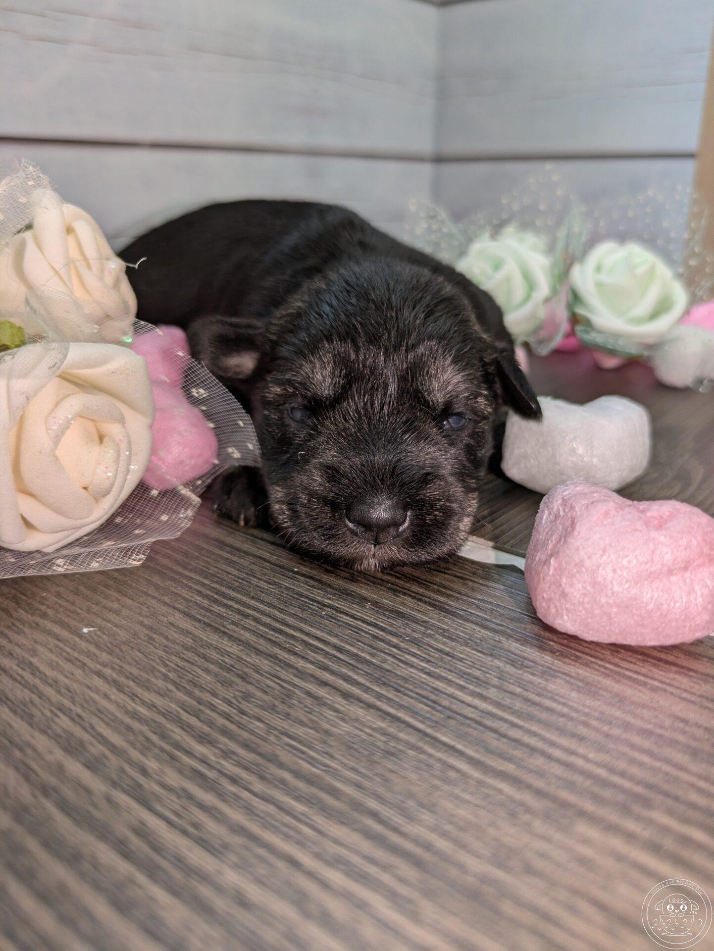 ミニチュアシュナウザー