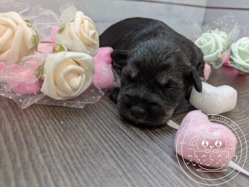 ミニチュアシュナウザー