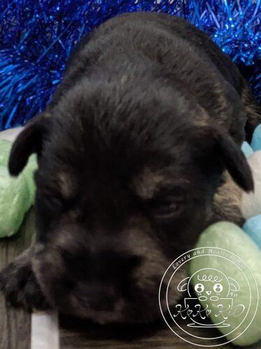 ミニチュアシュナウザー