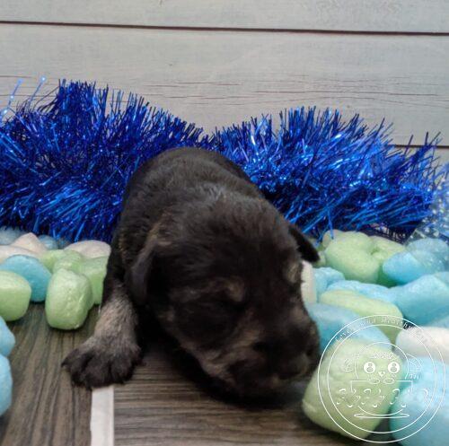 ミニチュアシュナウザー