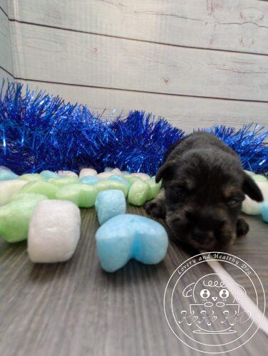 ミニチュアシュナウザー