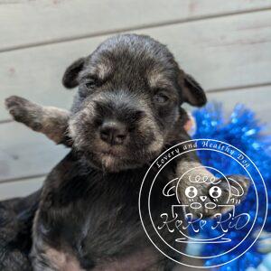 ミニチュアシュナウザー