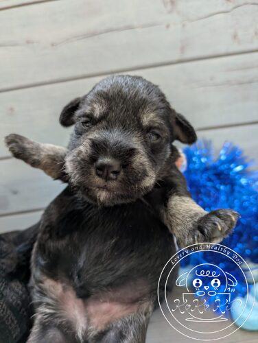 ミニチュアシュナウザー