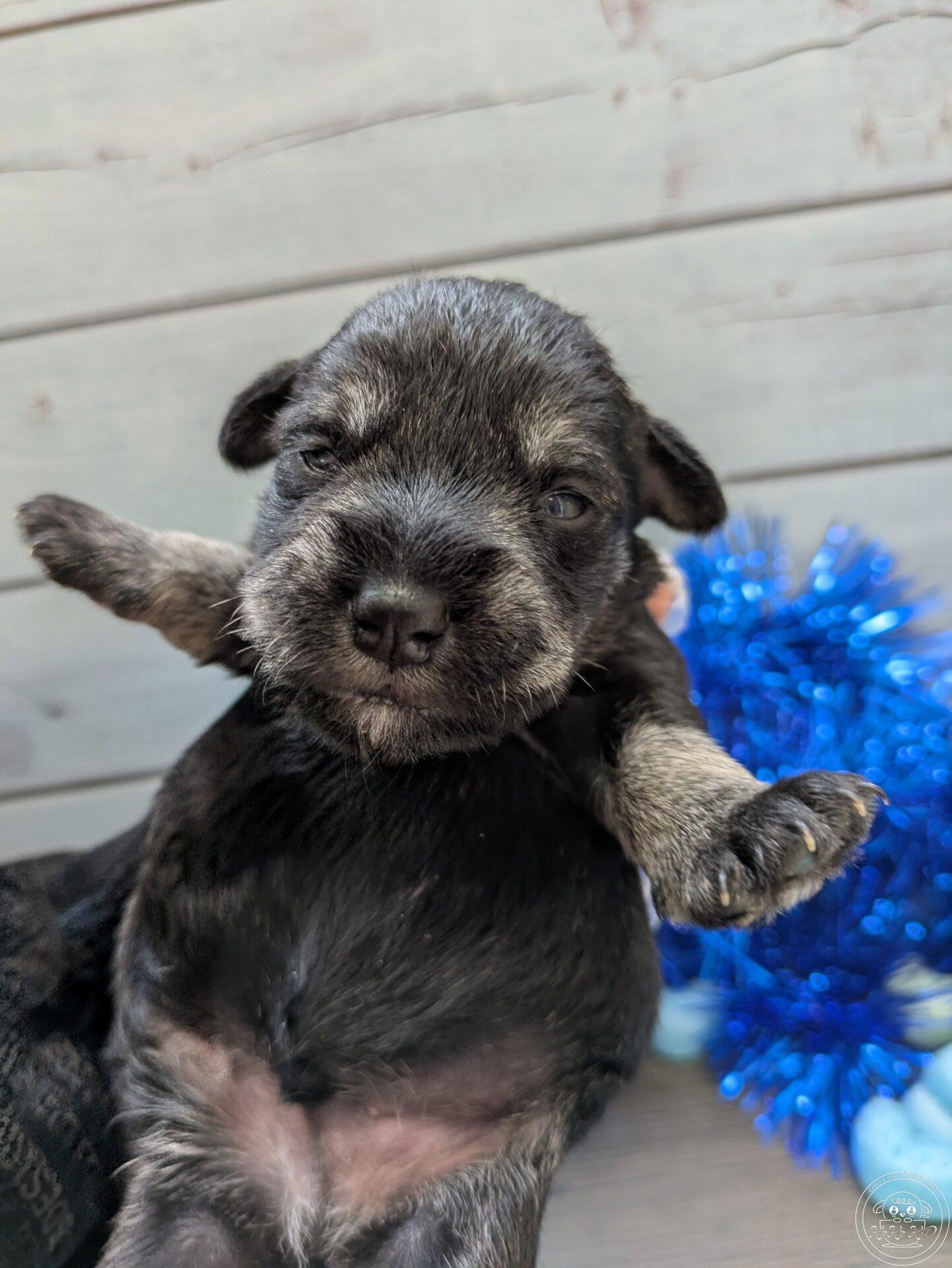 ミニチュアシュナウザー/ソルトペッパー