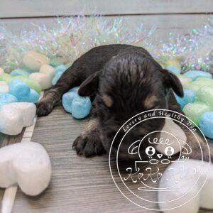 ミニチュアシュナウザー