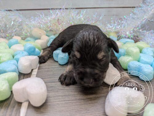 ミニチュアシュナウザー