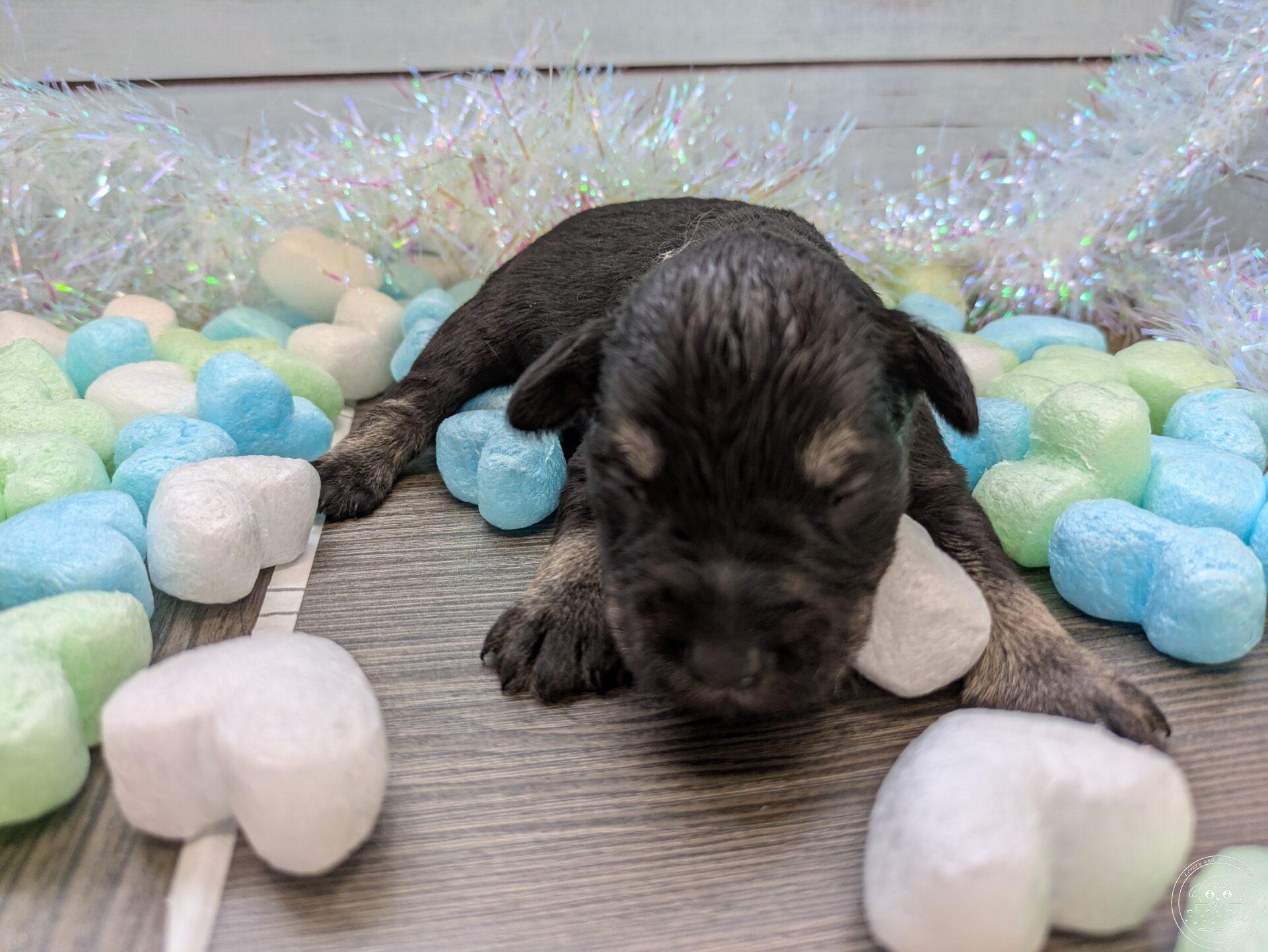 ミニチュアシュナウザー