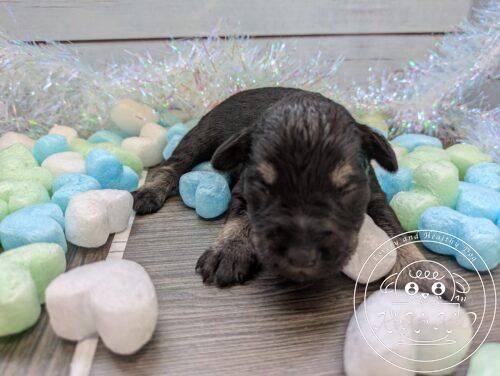 ミニチュアシュナウザー