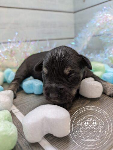 ミニチュアシュナウザー