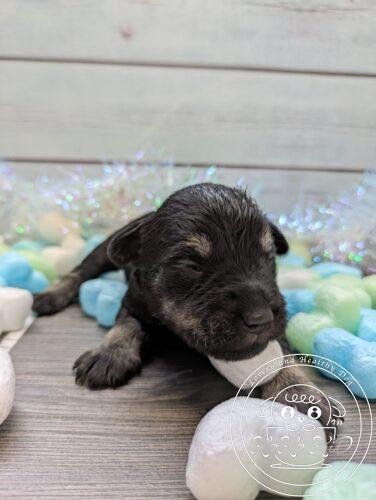 ミニチュアシュナウザー