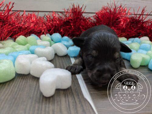 ミニチュアシュナウザー