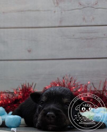 ミニチュアシュナウザー