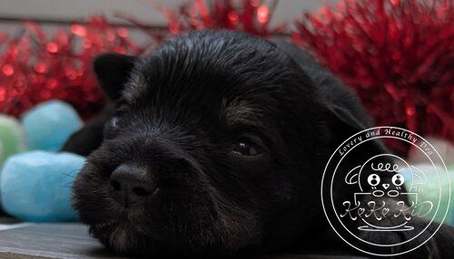 ミニチュアシュナウザー