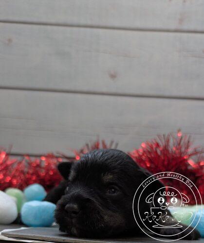 ミニチュアシュナウザー