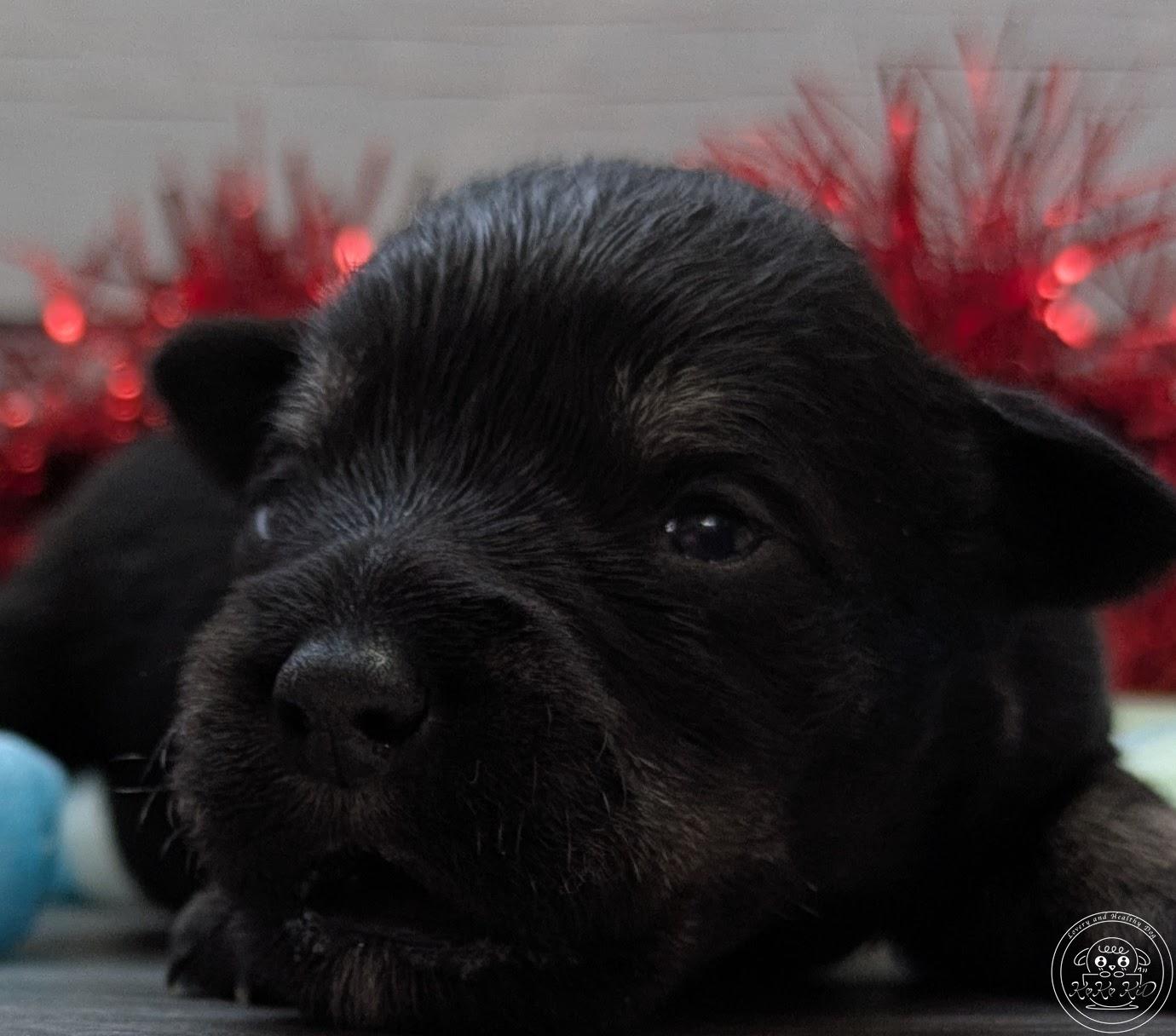 ミニチュアシュナウザー