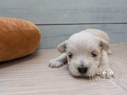 シュナマル、ミックス犬