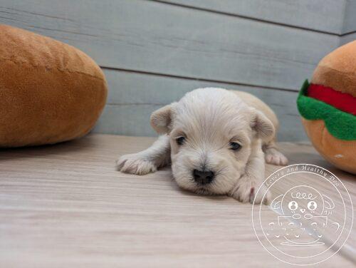 シュナマル、ミックス犬