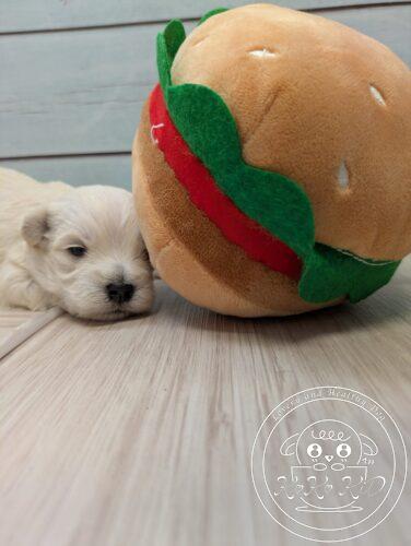 シュナマル、ミックス犬