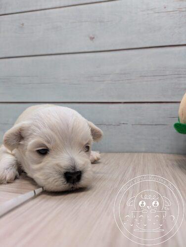 シュナマル、ミックス犬