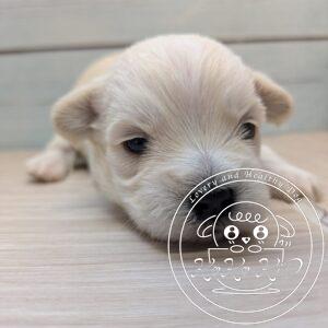 シュナマル、ミックス犬