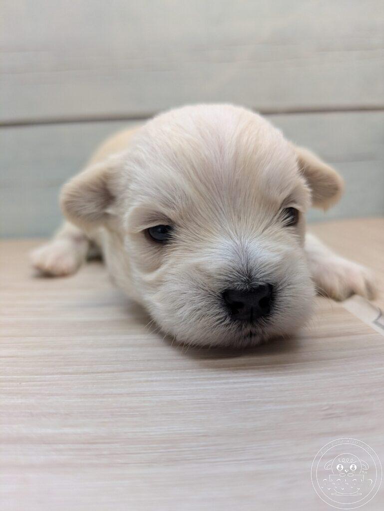 シュナマル、ミックス犬