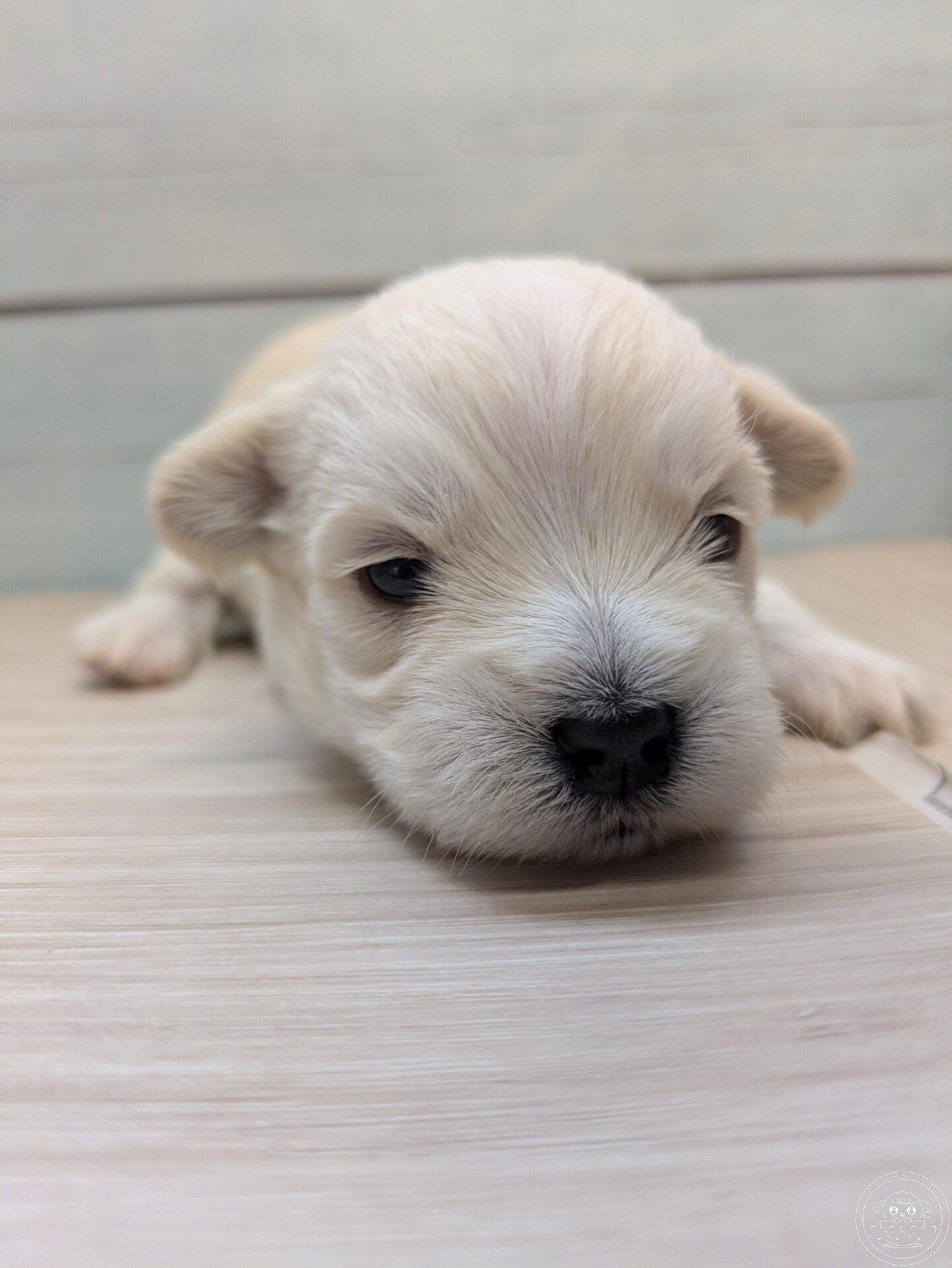 ミックス犬/シュナマル