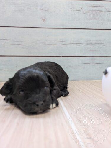 マルプー、ミックス犬