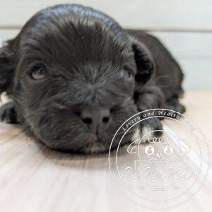 マルプー、ミックス犬