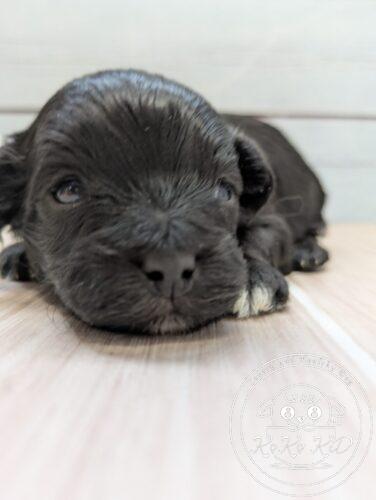 マルプー、ミックス犬