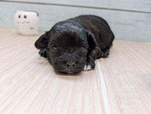 マルプー、ミックス犬