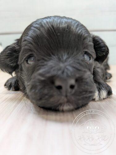 マルプー、ミックス犬