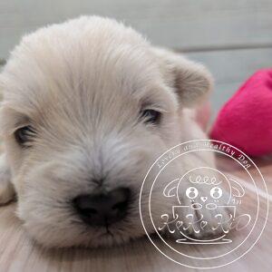 シュナマル、ミックス犬