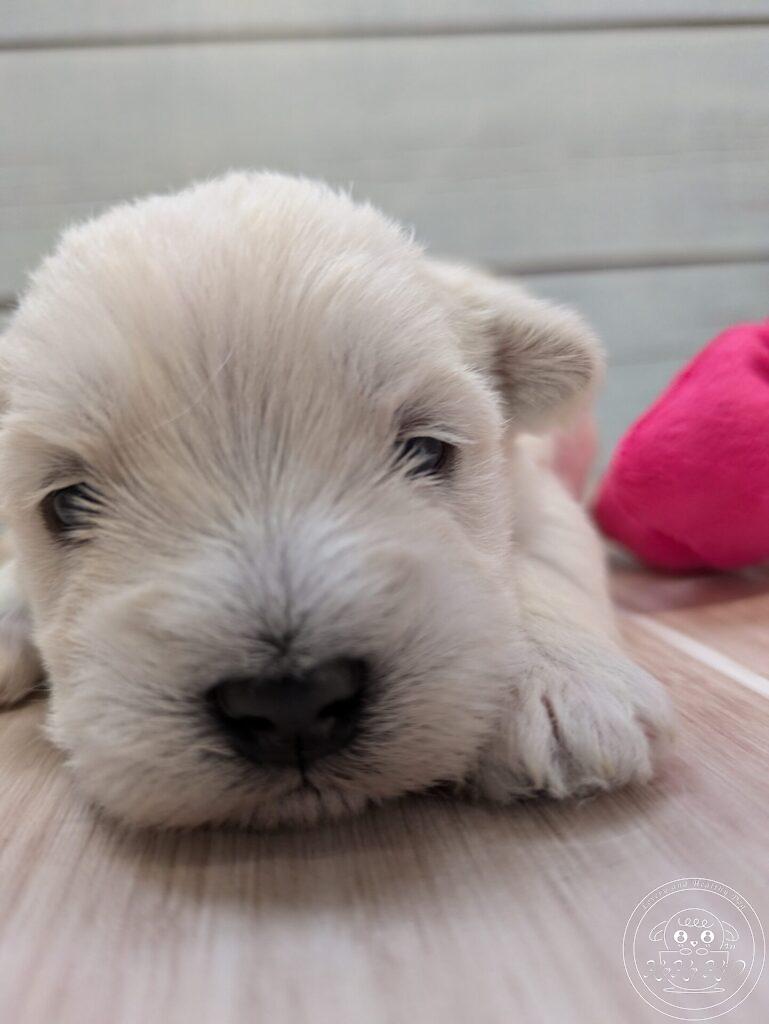 シュナマル、ミックス犬