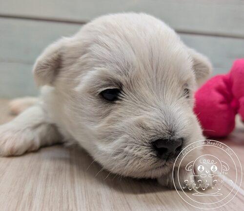 シュナマル、ミックス犬