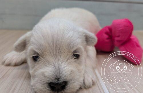 シュナマル、ミックス犬