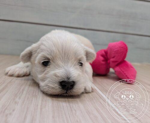 シュナマル、ミックス犬
