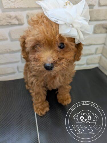 ティーカッププードル