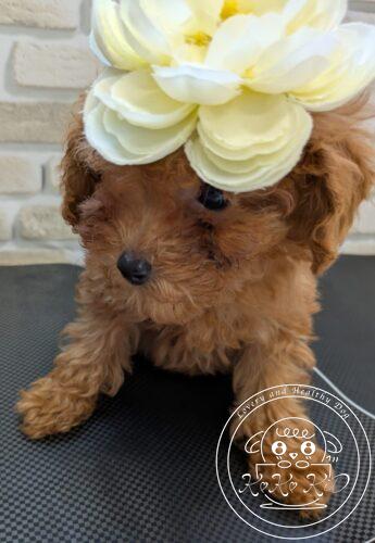 ティーカッププードル