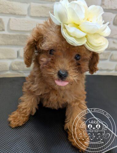 ティーカッププードル