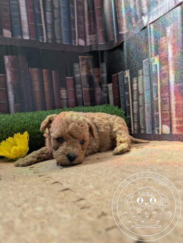 シュナプー男の子