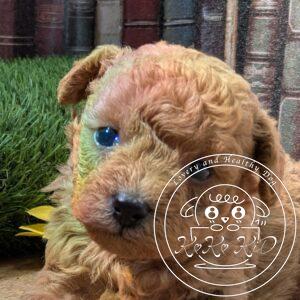 シュナプー男の子