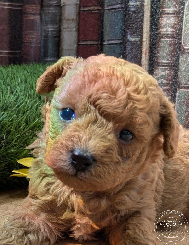 シュナプー男の子