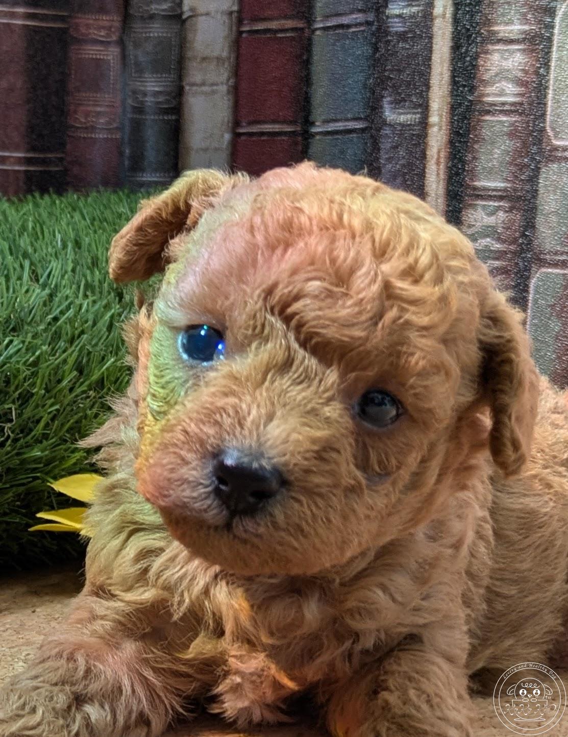 シュナプー/ティーカッププードル×ミニチュアシュナウザー