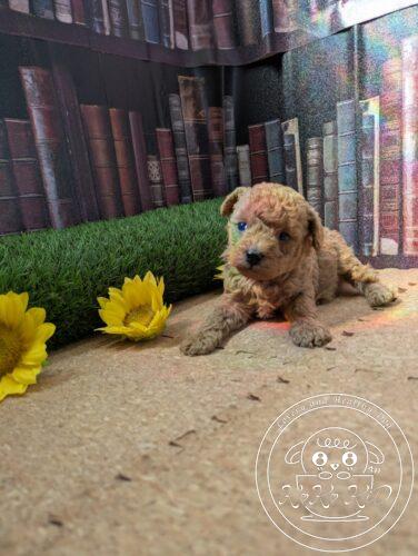 シュナプー男の子